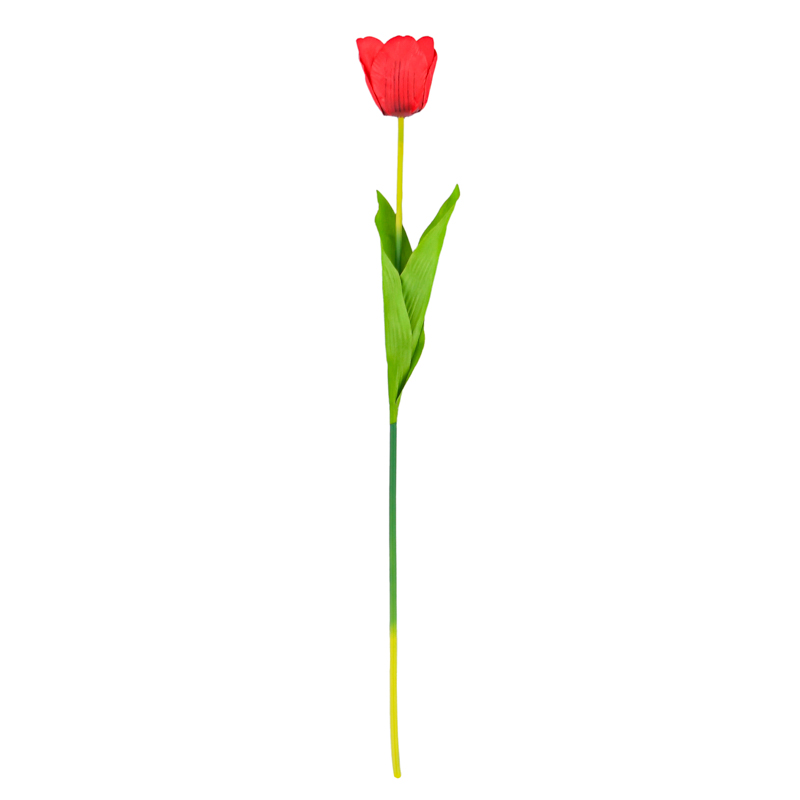 Tige de tulipe