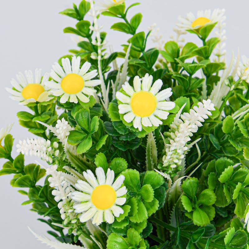 Marguerites en pot 