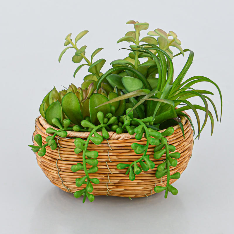 Composition de succulentes en pot 