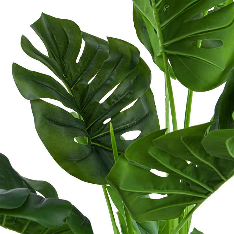 Monstera en pot vert 
