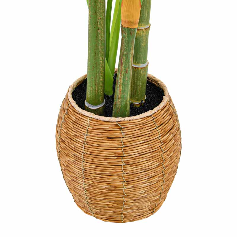 Monstera en pot vert 