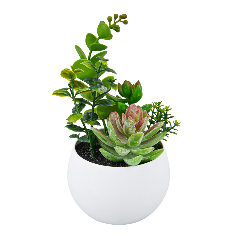 Petit pot plantes grasses