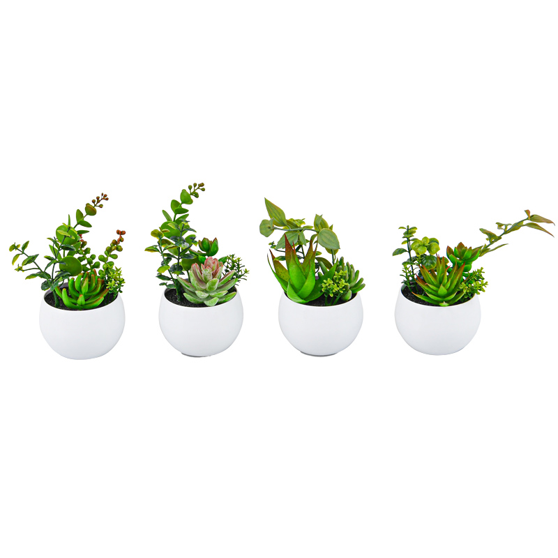 Petit pot plantes grasses