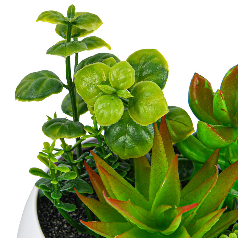 Petit pot plantes grasses