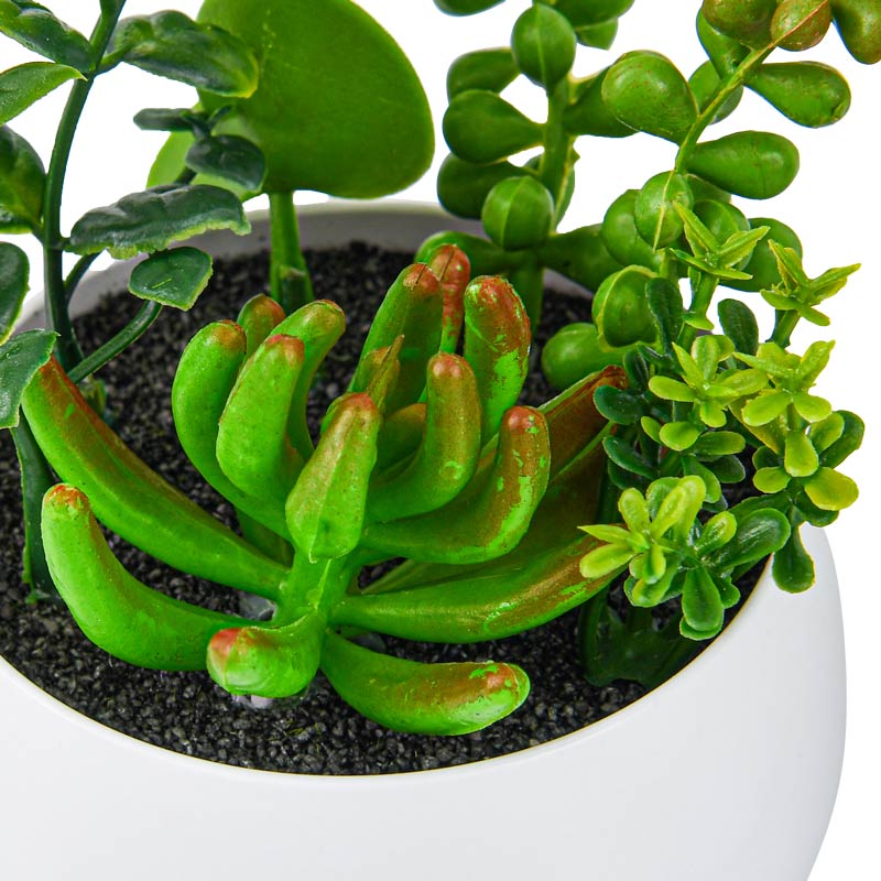 Petit pot plantes grasses