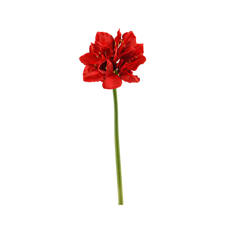 Tige d'amaryllis rouge 