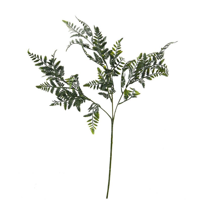 Tige de fougère 'Coeur d'Automne'