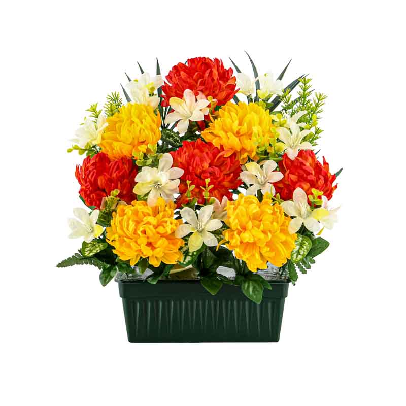 Jardinière de chrysanthèmes