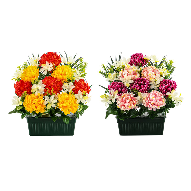 Jardinière de chrysanthèmes