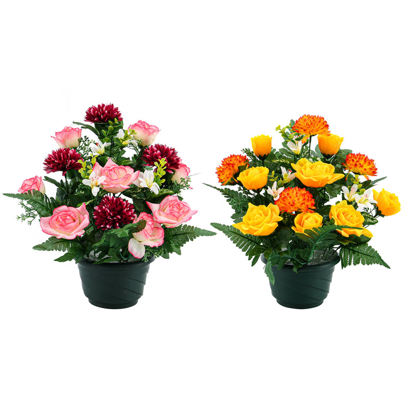 Potée de roses et boutons de roses