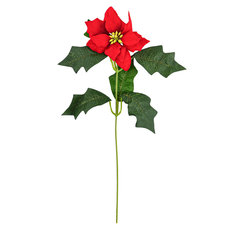Tige de poinsettia