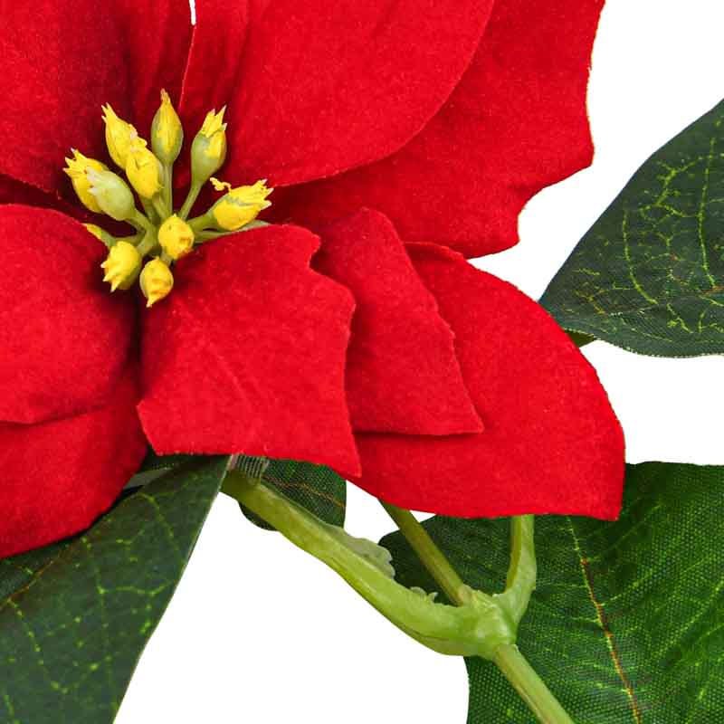 Tige de poinsettia