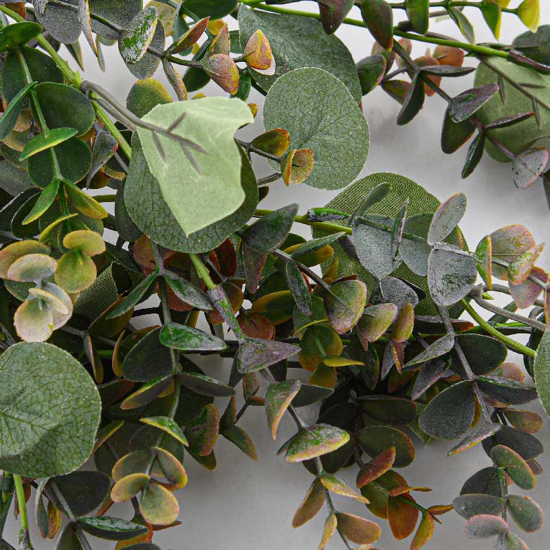 Chute de feuilles eucalyptus 