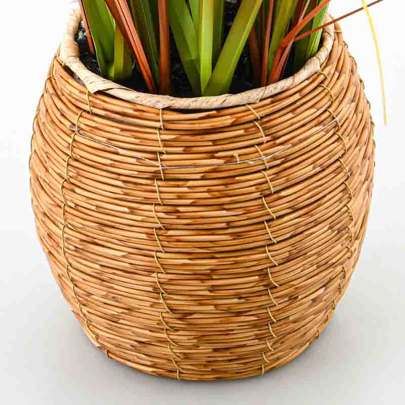 Pampa en pot