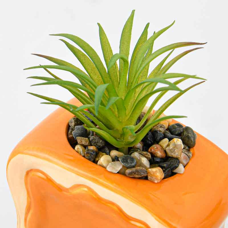 Tartine rigolote avec succulente 