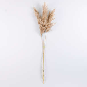 3 tiges de pampas