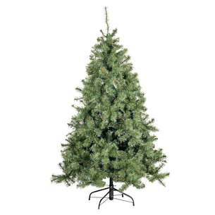 Sapin 
